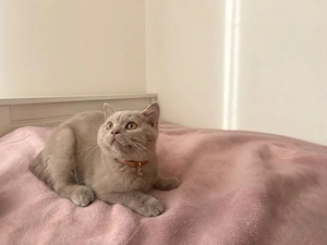 3 pui de blană British Shorthair, în căutarea unei familii iubitoare! - imagine 3
