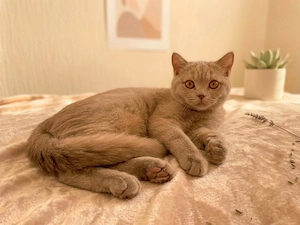 3 pui de blană British Shorthair, în căutarea unei familii iubitoare! - imagine 2