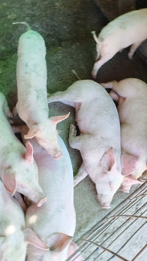 vând purcei în vârstă de 8 săptămâni  - imagine 3