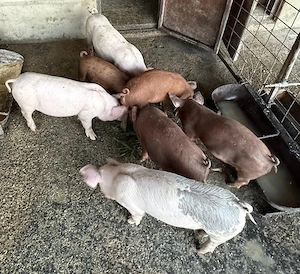 porci de vânzare - imagine 2