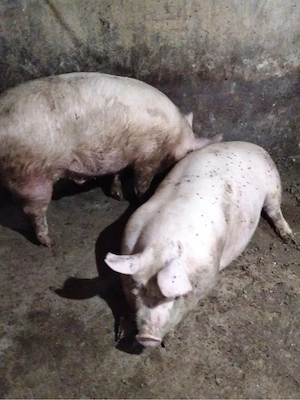 Porci de vanzare de la 100 la 200kg - imagine 2