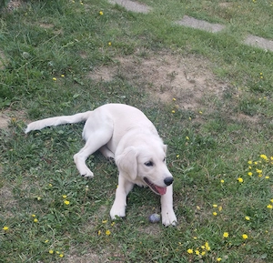 Golden retriver 6 luni - imagine 2