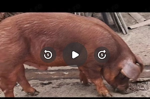 Vier Duroc 