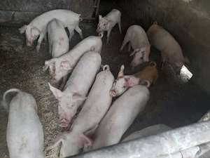 Porci de vanzare - imagine 4