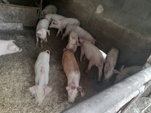 Porci de vanzare - imagine 2