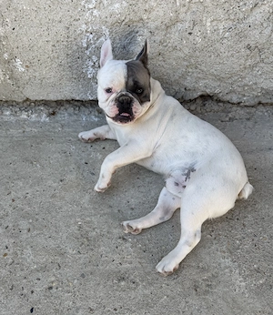 French bulldog 