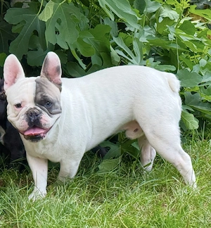 French bulldog  - imagine 3