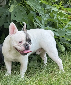 French bulldog  - imagine 2