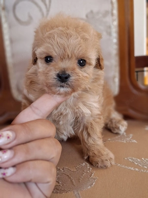 maltipoo toy - imagine 2