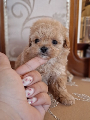 maltipoo toy