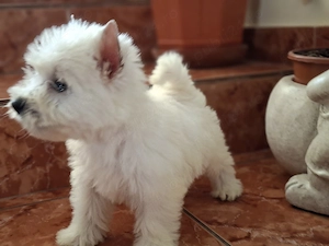 westie fetita