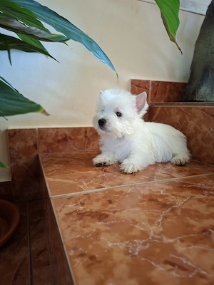 westie fetita - imagine 3