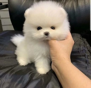 Pomeranian Boo Mini Toy - imagine 2