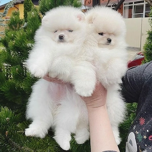 Pomeranian Boo Mini Toy