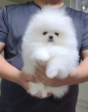 Pomeranian Boo Mini Toy - imagine 2