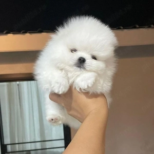 Pomeranian Boo Mini Toy - imagine 3