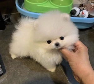 Pomeranian Boo Mini Toy