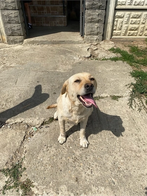  Cățelușă abandonată își caută stăpân iubitor