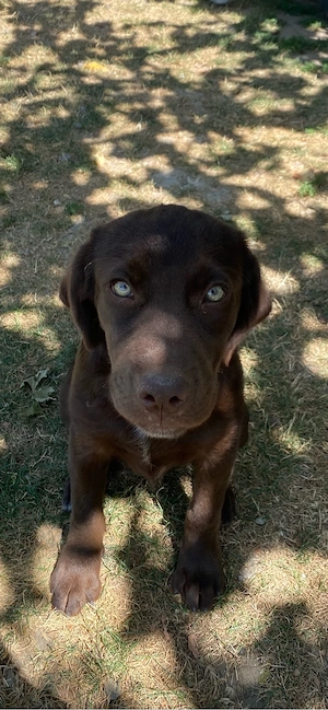 Cățelușă metis Labrador   jucăușă și plină de energie