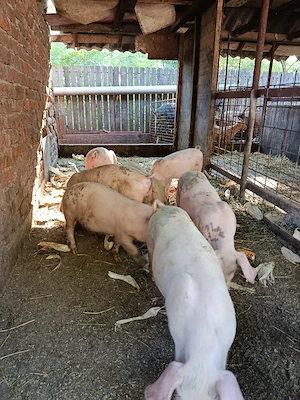 Purcei de vanzare