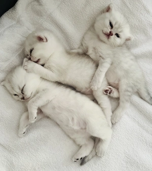 Pui british shorthair Chinchilla Silver - imagine 4