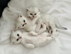 Pui british shorthair Chinchilla Silver