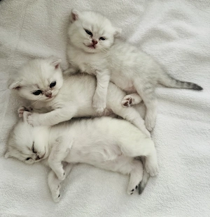 Pui british shorthair Chinchilla Silver - imagine 3