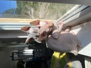 Pui de pisica Sfinx