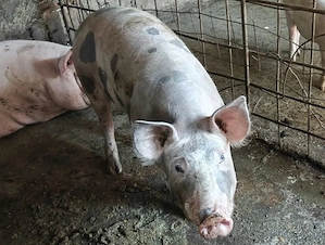 Vand porc de carne, crescut in gospodarie - imagine 3