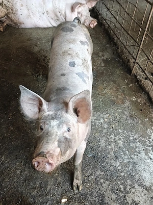Vand porc de carne, crescut in gospodarie - imagine 2