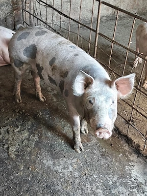 Vand porc de carne, crescut in gospodarie
