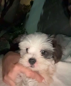 Vând pui bichon  - imagine 5