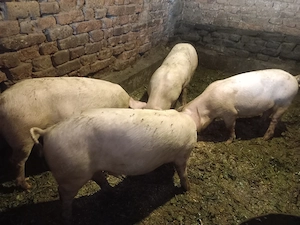 Vând purcei,,din rasa Marele alb,cu landrace pentru detalii sunai la Nr afisat - imagine 2