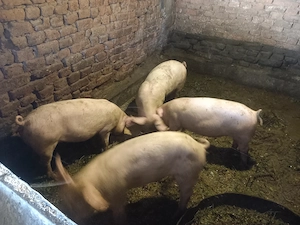 Vând purcei,,din rasa Marele alb,cu landrace pentru detalii sunai la Nr afisat - imagine 5
