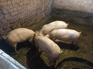 Vând purcei,,din rasa Marele alb,cu landrace pentru detalii sunai la Nr afisat - imagine 4