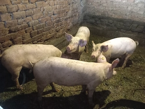 Vând purcei,,din rasa Marele alb,cu landrace pentru detalii sunai la Nr afisat - imagine 3