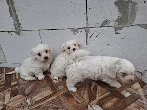 bichon maltez - imagine 5