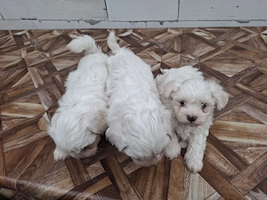 bichon maltez - imagine 3