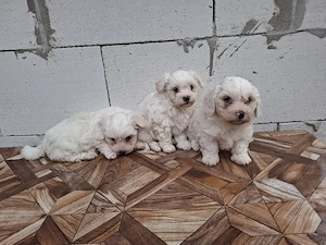 bichon maltez - imagine 2