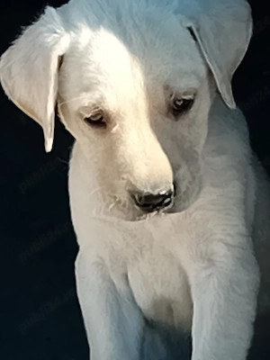 Caței Labrador Retriver - imagine 4