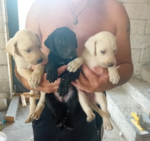 Caței Labrador Retriver
