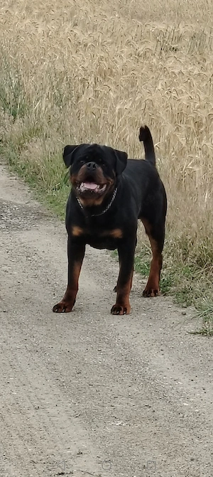Vand pui mascul rottweiler  - imagine 3