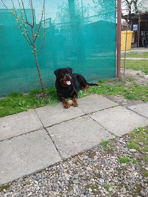 Vand pui mascul rottweiler  - imagine 4
