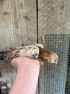 vand familie gaini barboase de anvers  - imagine 4