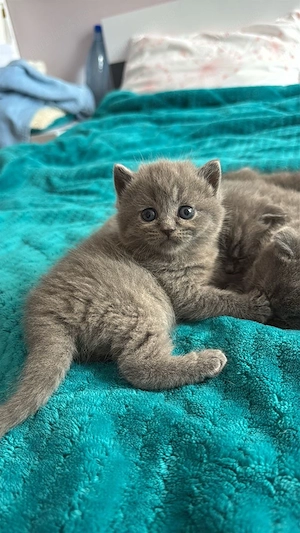 british shorthair 