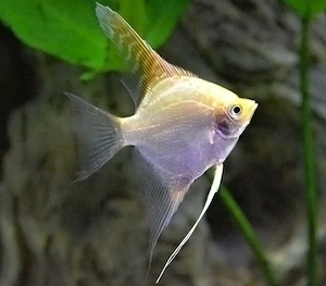 Vand pesti Pterophyllum scalare gold - direct din crescatoria proprie 