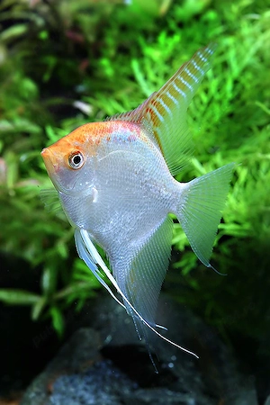 Vand pesti Pterophyllum scalare gold - direct din crescatoria proprie  - imagine 2