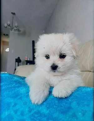 Bichon maltez miny toy baietel