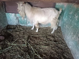Țap saanen 