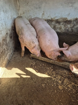 Porci de vanzare - imagine 3